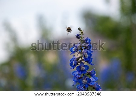 the bee flies to the blue flower delphinium