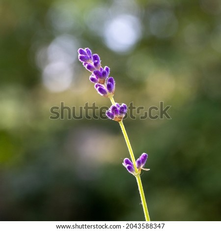 macrophotography of a sprig of lavender on a green background in bokeh, summer photography evoking vacations and provence