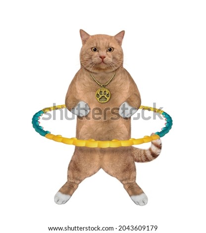 A reddish cat is exercising with a hula hoop. White background. Isolated.
