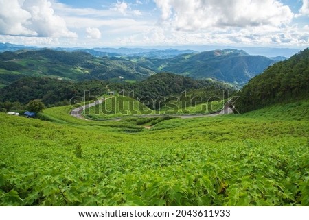 picture of lotus flower fields Green without flowers in the rainy season, daytime at Mae Hong Son Province, Khun Yuam District, Thailand.