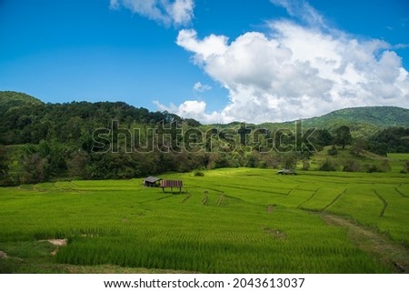 picture of terraced rice fields Ban Mae Surin, Khun Yuam District, Mae Hong Son Province, Thailand