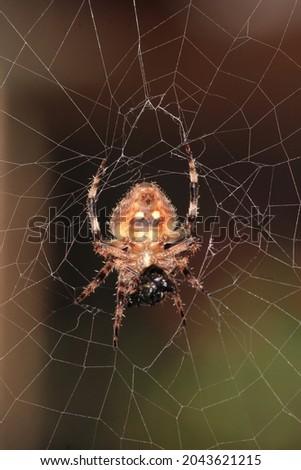 Two-spotted orb weaver, Brown-legged spider, orb-weaver spider (Neoscona vigilans, Araneinae) on web habitat.
