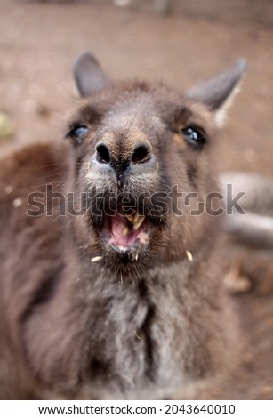 Greedy kangaroo eating gains with mouth wide open