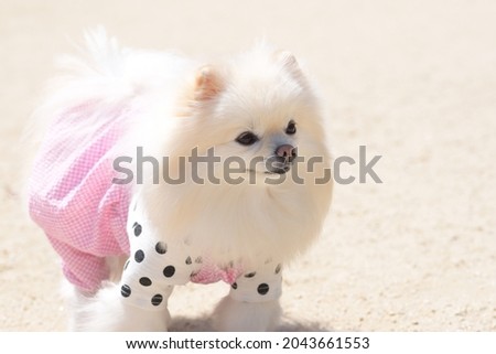 The cute and beauty white Pomeranian