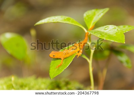 A salamander slipping and sliding on a wet leaf
