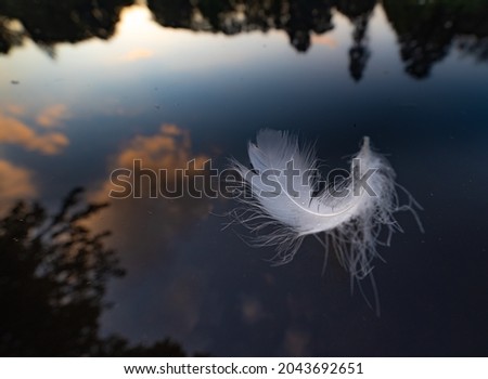 feather suspended on a lake surface 