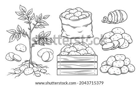 Potato outline icons set. Engraved drawn monochrome whole roots potatoes, vegetables in sack and in box. Vector illustration of harvest vegetables. Royalty-Free Stock Photo #2043715379