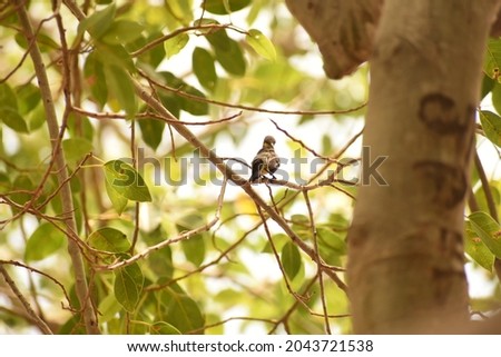 A small bird stands on a tree