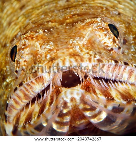 Close-up of a Lizardfish. Tofo, Mozambique