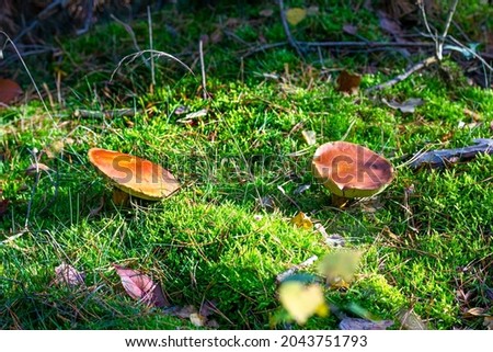 Chestnut bolet found in the forest, surrounded by moss and grass