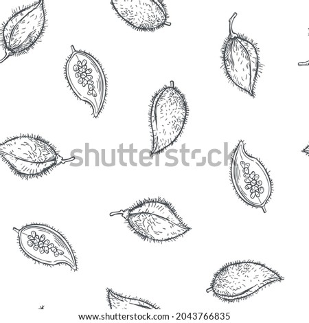 Hand-drawn Bixa orellana (annatto, achiote). Vector  seamless pattern.