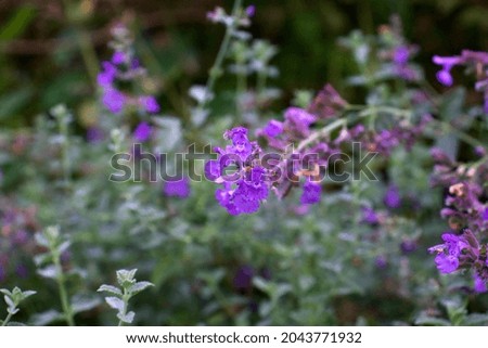 a picture of some lavender