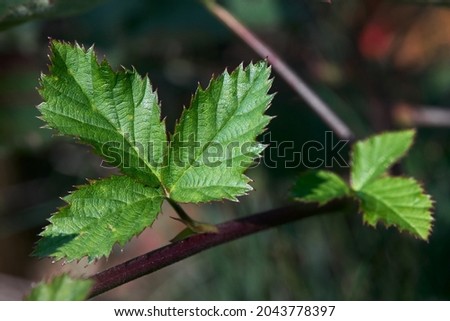BlackBerry bramble dewberry leaves selective focus in fall sun. Closeup shot of BlackBerry leaf on branch horizontal. Floral background with copyspace.