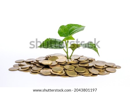 Plant growing and a lot golden coins isolated on white background.