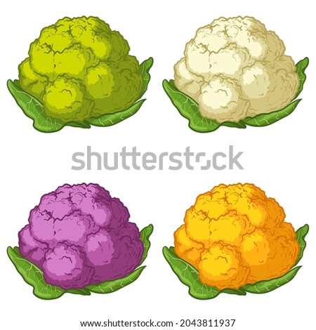 Bright vector collection of colorful cauliflower. Fresh cartoon cauliflower, isolated on white background. Royalty-Free Stock Photo #2043811937