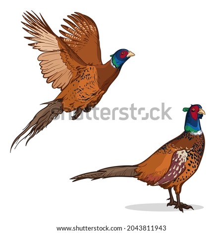 Colorful pheasants. Vector illustration of a pheasant isolated on a white background. Royalty-Free Stock Photo #2043811943