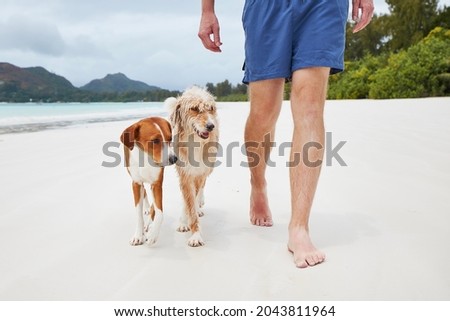 Low section of young man walking on white sand beach with cute dogs. Royalty-Free Stock Photo #2043811964