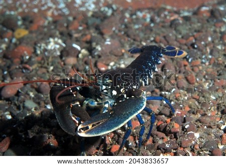 common lobster walking on pebble seabed in cave Royalty-Free Stock Photo #2043833657