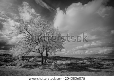 Lone Tree at Coaley Peak, Gloucestershire in infrared