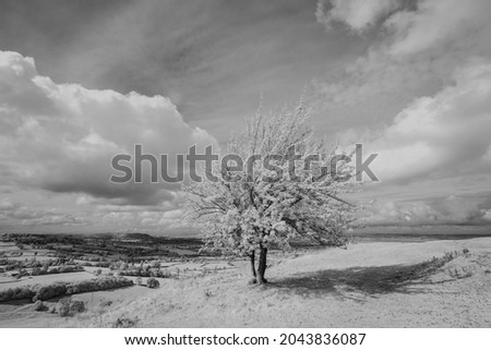 Tree on top of a hill at Coaley Peak in infrared