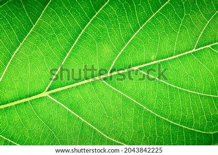 Extreme close up background texture of backlit green leaf veins, Texture of leaf as background.        