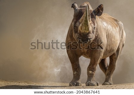 portrait of a large african rhino standing in front of a brown b Royalty-Free Stock Photo #2043867641