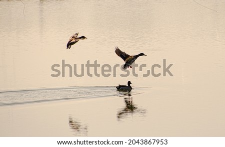 three ducks flying over lake