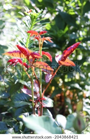 Young Rose with red and green color leaves plants in a garden in June 2021. Idea for postcards, greetings, invitations, posters, wedding and Birthday decoration, background 