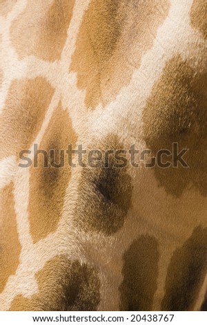 Close up abstract/texture photo of giraffe fur