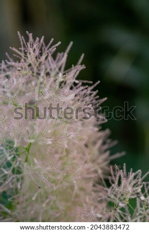 Smoketree plant in summer sunny day macro photography. Smoke bush close-up photo in summertime. Cotinus floral background. Royalty-Free Stock Photo #2043883472