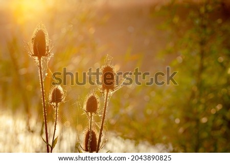Dawn sunlight with silhouette of wild teasel flowers