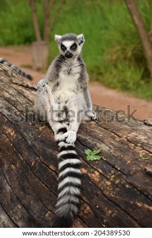 Beautiful lemur posing for the camera. Stock photo.
