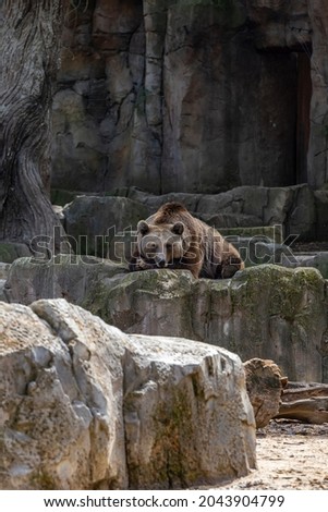Brown bear on rocks at the zoo Concept of conservation of wildlife in captivity. Vertical photo and selective focus