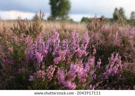Magical, small, pink heather blossoms in autumn. Royalty-Free Stock Photo #2043917111