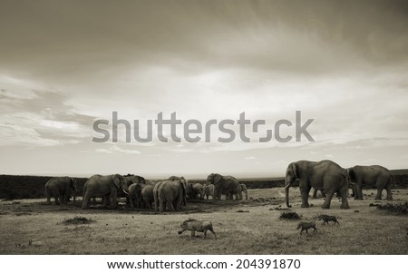 Black and white landscape photo of African Elephant herd gathered at waterhole with three warthogs passing in the foreground under brewing rain clouds.