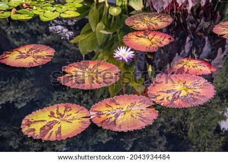 Beautiful white and purple water lily surrounded by lily pad leaves.