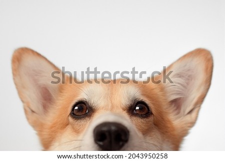 corgi puppy with big ears Royalty-Free Stock Photo #2043950258