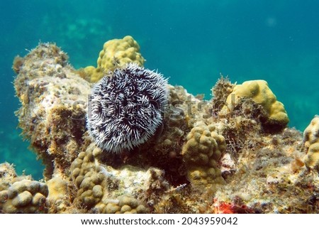 West Indian Sea Egg (Tripneustes ventricosus) also known as a White Sea Urchin, perched on a coral outcrop, Crocus Bay, Anguilla, BWI. Royalty-Free Stock Photo #2043959042