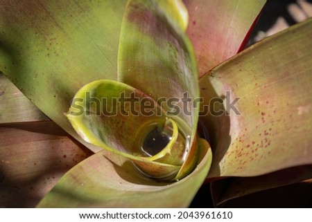 Bromeliad Alcantarea imperialis is an herbaceous, belongs to the Bromeliaceae family, native to Brazil and grows on arid and rocky slopes.