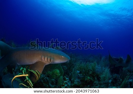 Nurse shark swimming over the reef