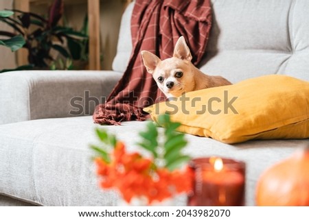 Funny puppy chihuahua lying on couch and pillow under plaid indoors. Cute Little dog home warming under blanket in cold fall autumn winter weather. Pet animal in living room with candle and decor. Royalty-Free Stock Photo #2043982070