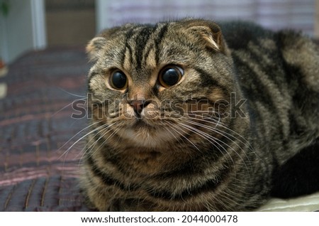 domestic cat with big eyes