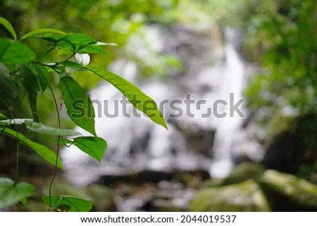 Leaves of tree in the forest