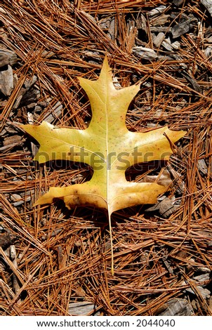 yellow fall leaf on pine needles