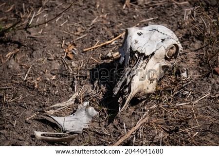 Skull of an animal. The concept of death and end of life