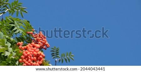 Autumn banner. Red rowan berries  against a blue sky. Autumn background. Sorbus aucuparia tree closeup on sky background. Copy space