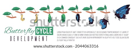 Butterfly cycle development infographic diagram flat cartoon vector illustration isolated on white background. Lifecycle and evolution of butterfly insect.