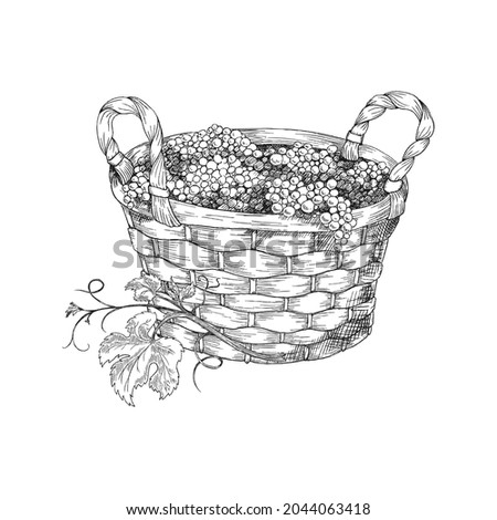Wicker round basket with two handles full of grapes. Vector hand drawn sketch illustration of basket with grapes isolated on white background. Retro style.