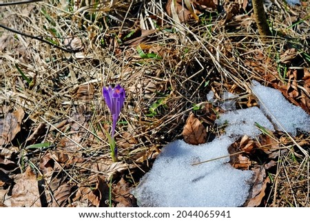 Winter crocuses flowers purple snow nature