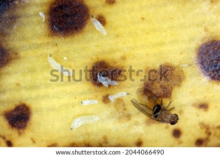 A ot of larvae - maggots and dead adult of Common fruit fly or vinegar fly - Drosophila melanogaster. It is a species of fly in the family Drosophilidae, pest of fruits and food made from fruits Royalty-Free Stock Photo #2044066490